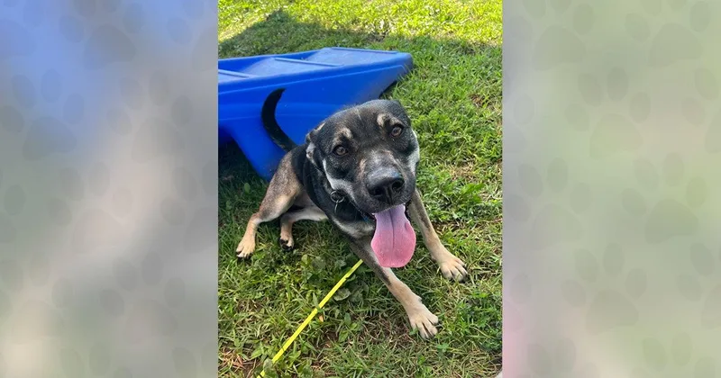 An adult medium-sized female Mixed Breed dog named Mushroom for adoption in Weaverville, NC