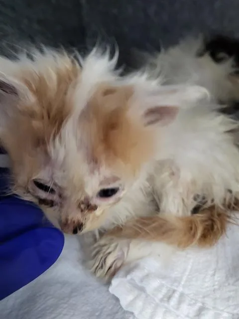 A baby medium-sized male Domestic Long Hair cat named Yuji for adoption in Dallas, TX