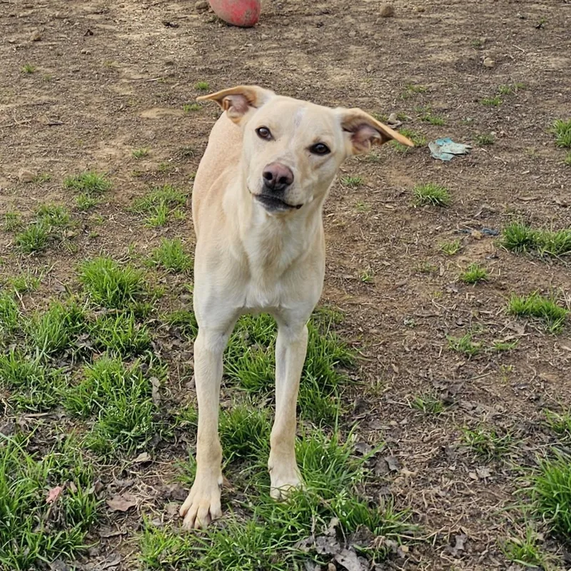 Tator Tot thumbnail 2