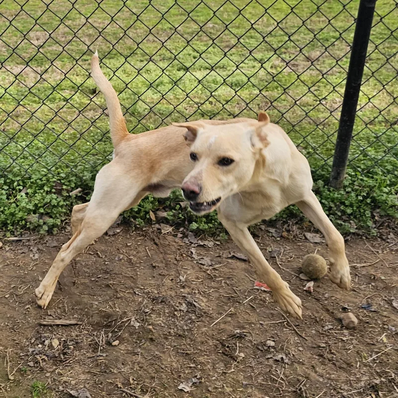 Tator Tot thumbnail 3