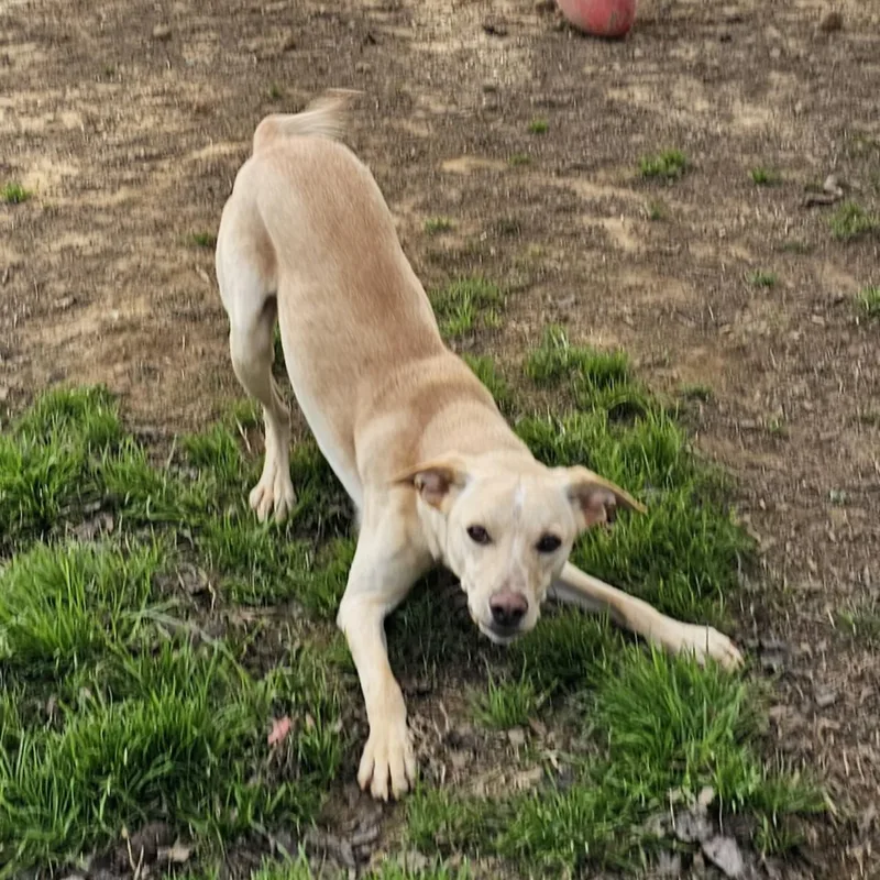 Tator Tot thumbnail 5