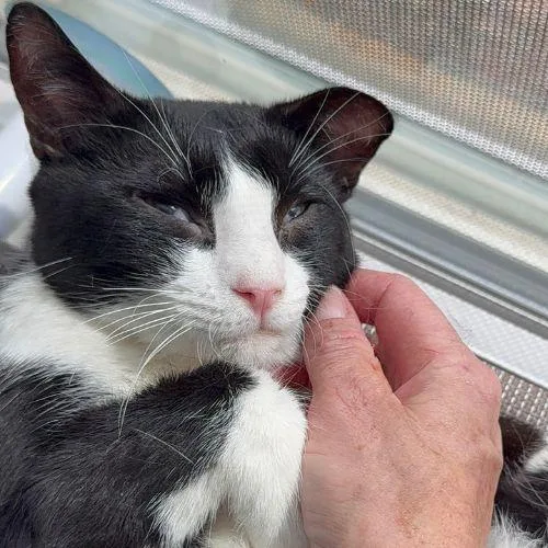 A young medium-sized male Domestic Short Hair cat named Pudding for adoption in Aurora, CO