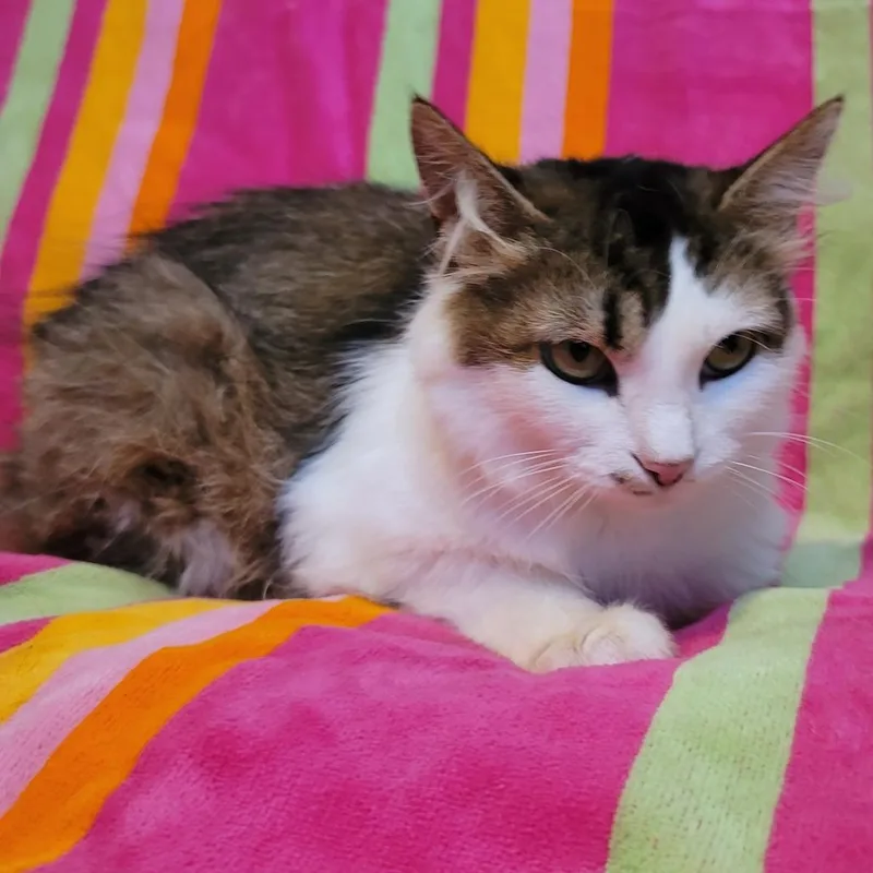 An adult medium-sized female Calico Domestic Long Hair cat named Hawaiian Tropic for adoption in La Grange, KY
