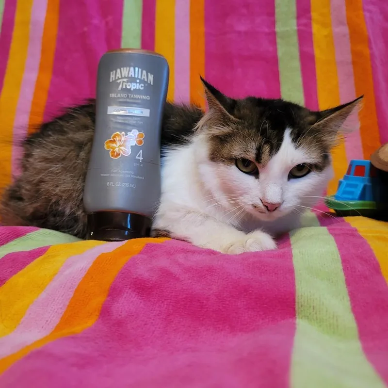 Hawaiian Tropic thumbnail 4