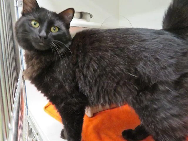 A young medium-sized male Domestic Medium Hair cat named A for adoption in Oklahoma City, OK