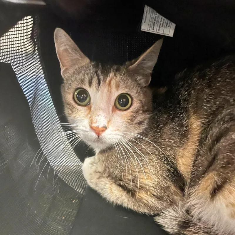 An adult medium-sized female Brown / Chocolate Domestic Short Hair cat named Crouton for adoption in Los Angeles, CA
