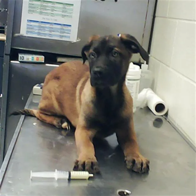 A baby small-sized female German Shepherd Dog dog named A for adoption in Fayetteville, NC