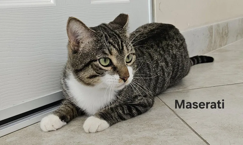 An adult large-sized male Domestic Short Hair cat named Maserati for adoption in Oakland Park, FL