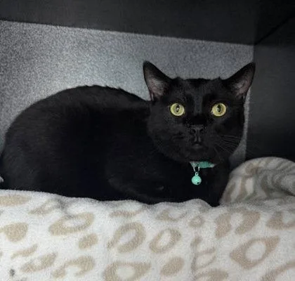 An adult large-sized male Domestic Short Hair cat named 7116 (Shadow) for adoption in Lake City, MI
