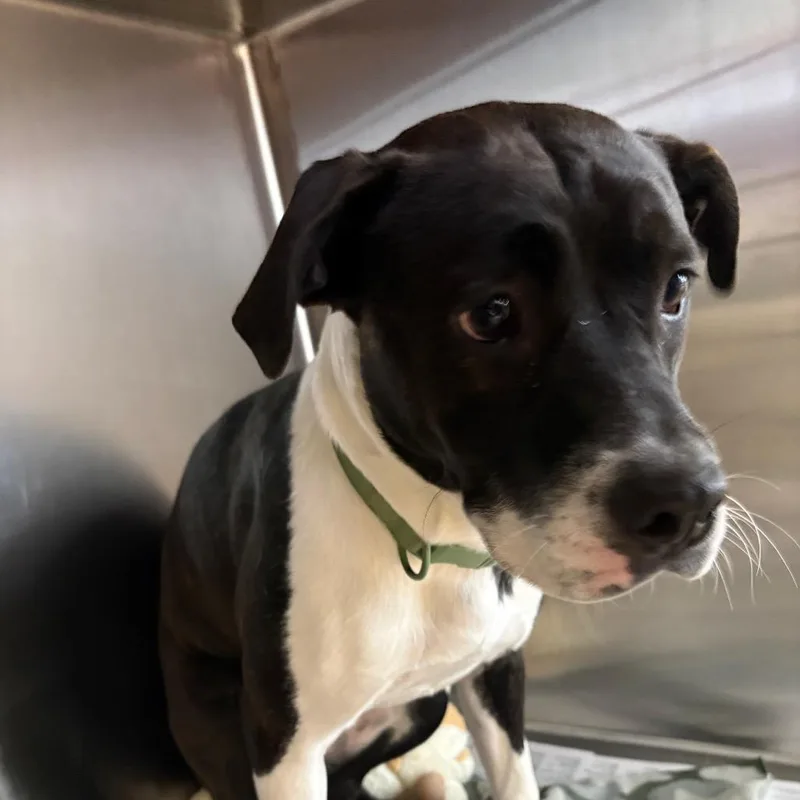 A young medium-sized female Black Mixed Breed dog named Charlie for adoption in DeKalb, IL