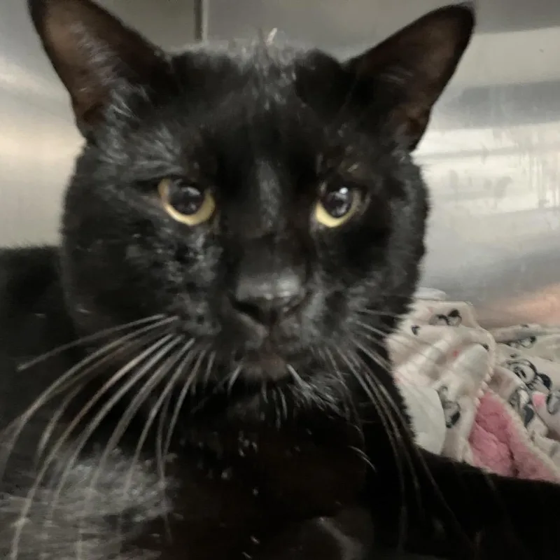 An adult large-sized male Black Domestic Short Hair cat named Knox for adoption in Lakeland, FL