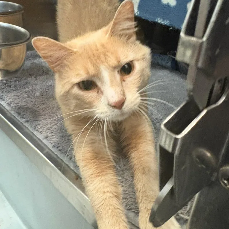 A young medium-sized male Orange / Red Domestic Short Hair cat named Sunny D for adoption in Charlottesville, VA