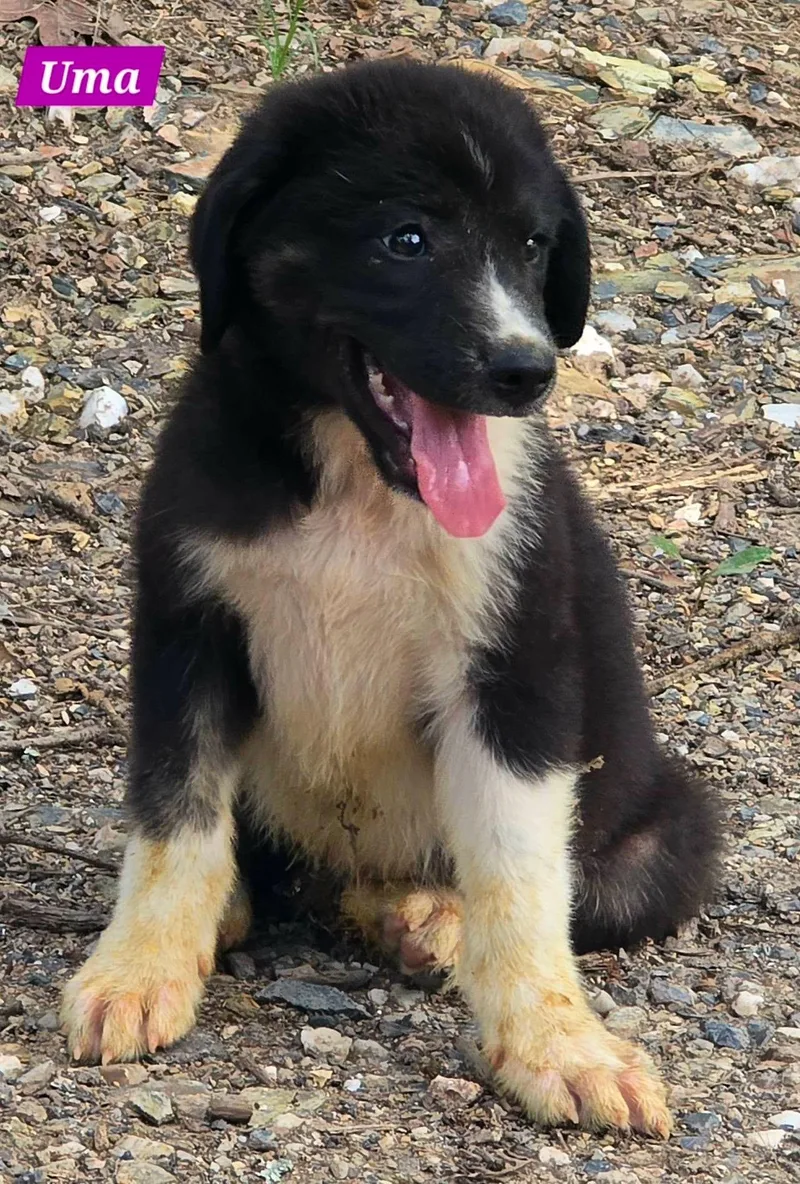 A baby large-sized female Great Pyrenees dog named Uma for adoption in Alexander, AR