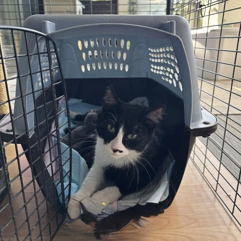 An adult medium-sized female Black Domestic Short Hair cat named Rubbie for adoption in Spring Hill, KS