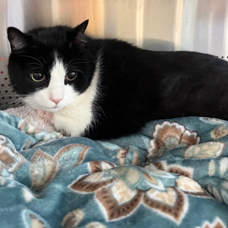 A senior extra large-sized male Domestic Short Hair cat named Zen for adoption in Sarasota, FL