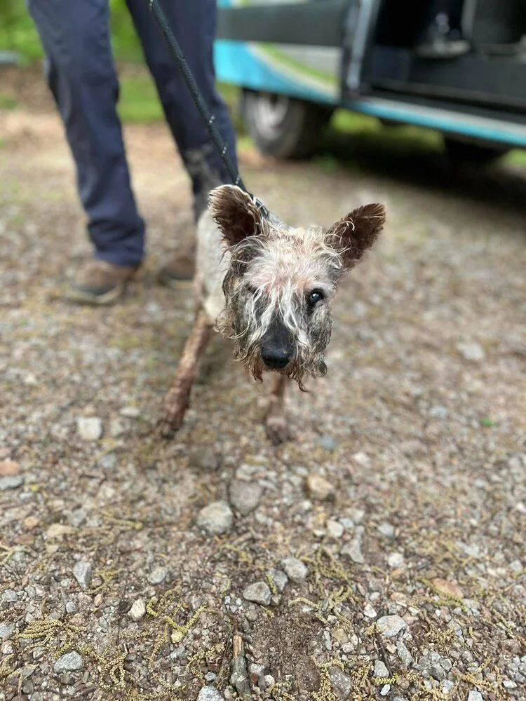 A senior small-sized female Mixed Breed dog named Zoe for adoption in New York, NY