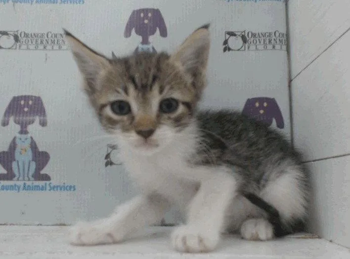 A baby medium-sized female Domestic Short Hair cat named Brew .. for adoption in Apopka, FL