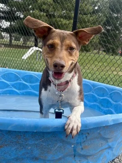An adult medium-sized male Mixed Breed dog named Sandy for adoption in Cincinnati, OH