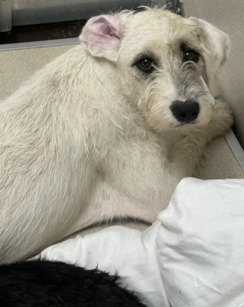 Piper