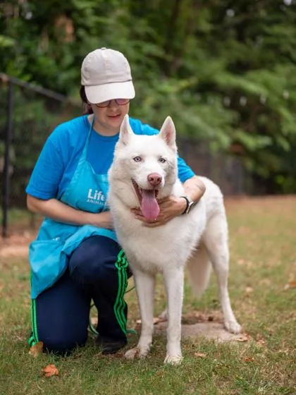 An adult large-sized male Mixed Breed dog named Cerulean for adoption in Chamblee, GA