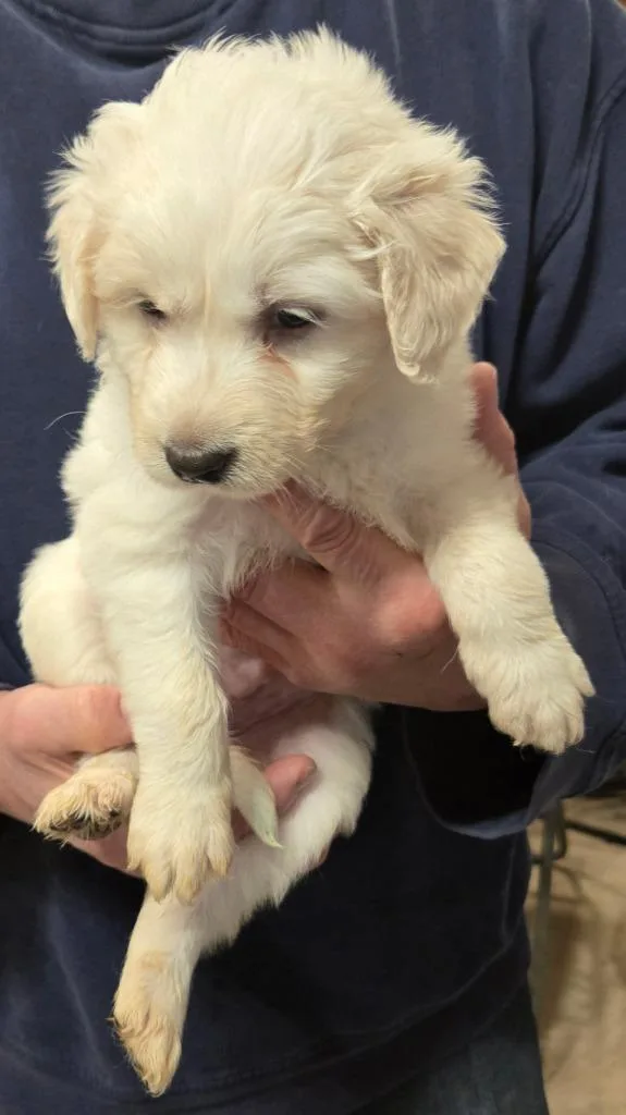 A baby small-sized male Labrador Retriever dog named Shaggy for adoption in Thompson Falls, MT