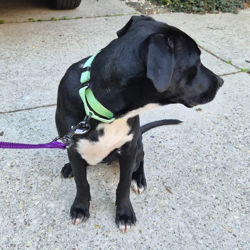 A baby large-sized female Black Labrador Retriever dog named Negroni for adoption in Baldwin, MD