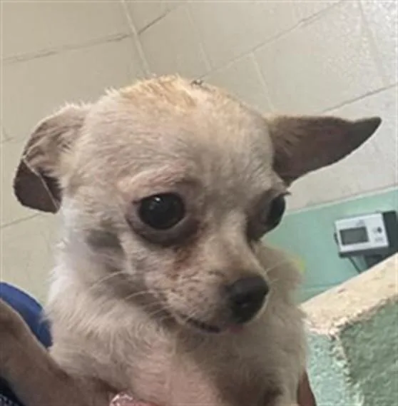 A young small-sized female Chihuahua dog named Sweet Pea for adoption in Sacramento, CA