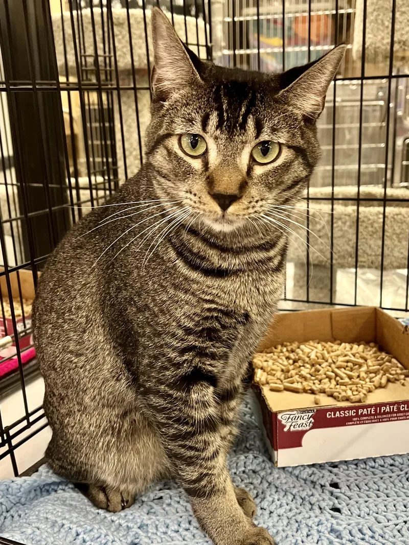 A young large-sized male Tabby (Brown / Chocolate) Abyssinian cat named Lil Turkey for adoption in Lawrenceville, GA