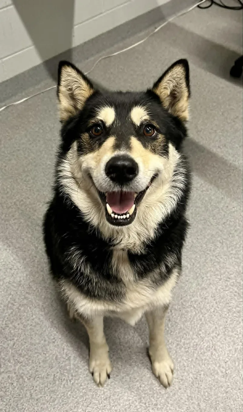 An adult medium-sized male Mixed Breed dog named Dash for adoption in Moundsville, WV