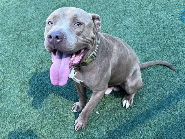 Gotti