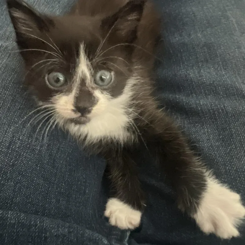A baby small-sized female Black Domestic Short Hair cat named Zoolander for adoption in Austin, TX