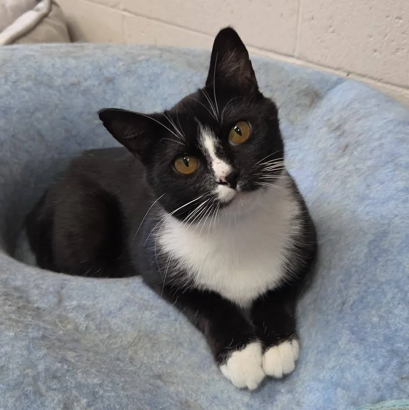 An adult medium-sized female Black & White / Tuxedo Domestic Short Hair cat named Florence for adoption in Chilton, WI