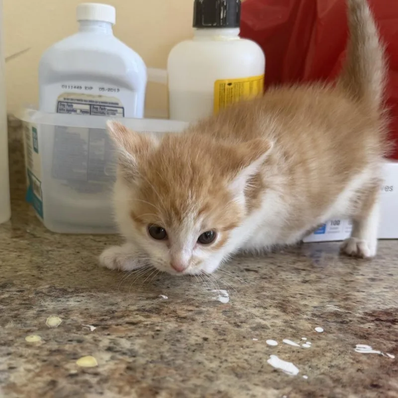 A baby small-sized male Orange / Red Domestic Short Hair cat named Simba for adoption in Corinth, MS