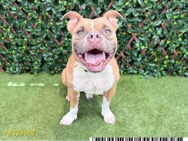 An adult large-sized male Mixed Breed dog named Itadori for adoption in West Palm Beach, FL