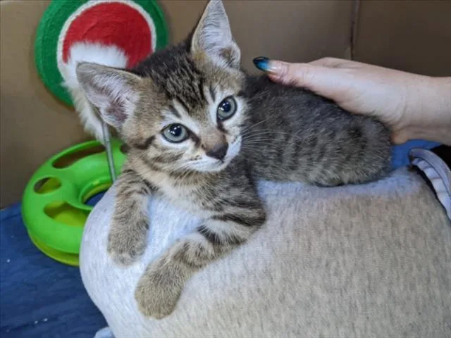 A baby small-sized male Domestic Short Hair cat named Sam for adoption in Santa Cruz, CA