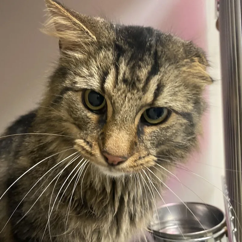 An adult small-sized male Brown / Chocolate Domestic Medium Hair cat named 72826 for adoption in Harrisonburg, VA