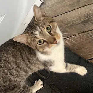 An adult small-sized male Brown / Chocolate Domestic Short Hair cat named CarloC for adoption in East Saint Louis, IL