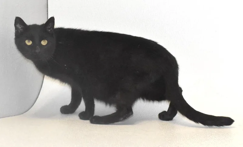 A young large-sized female Domestic Short Hair cat named Esme for adoption in Springfield, OH