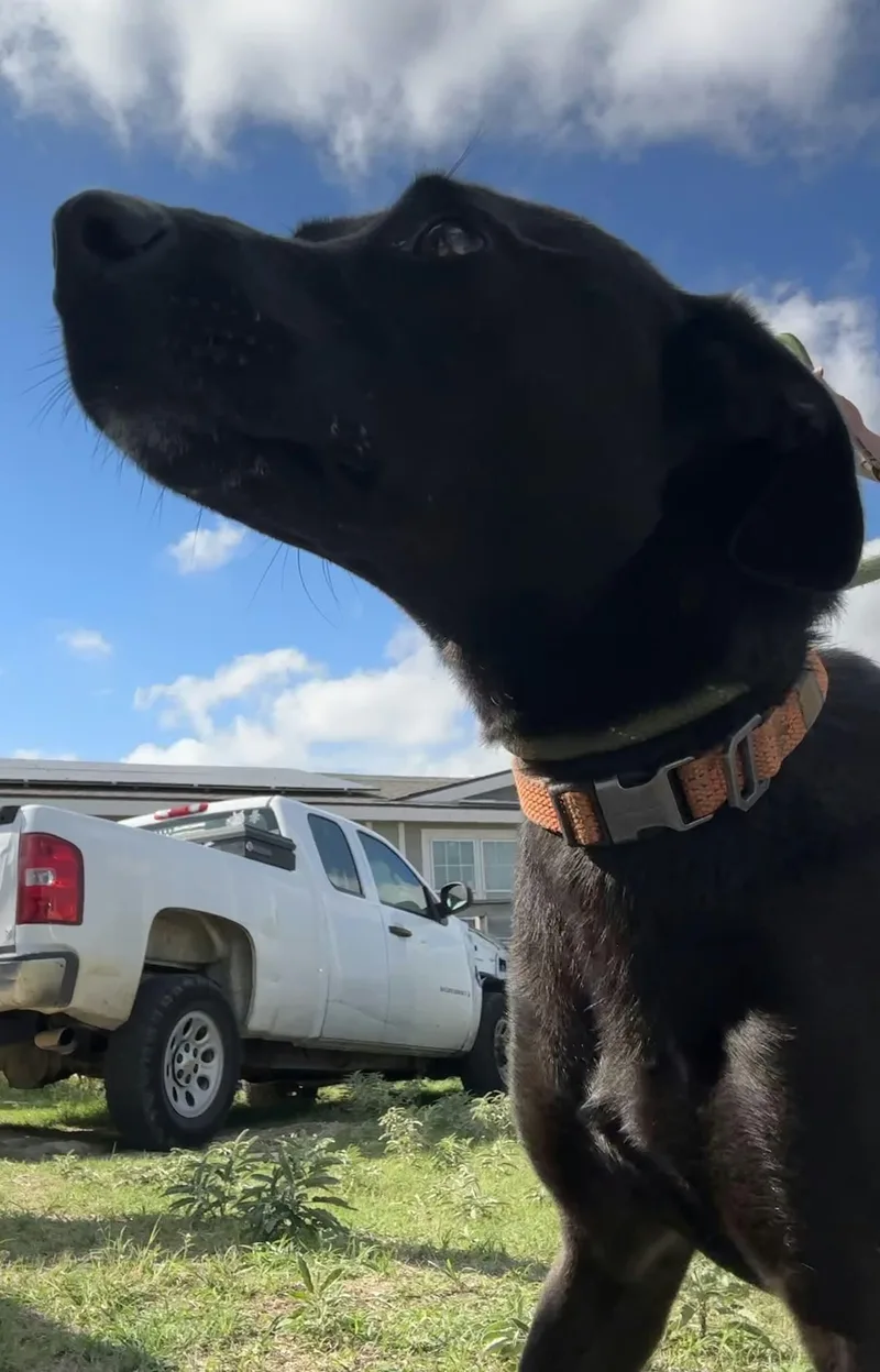 An adult large-sized male Labrador Retriever dog named Chip for adoption in Joshua, TX