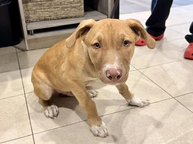 A baby small-sized male Pit Bull Terrier dog named Biscuit for adoption in Garland, TX