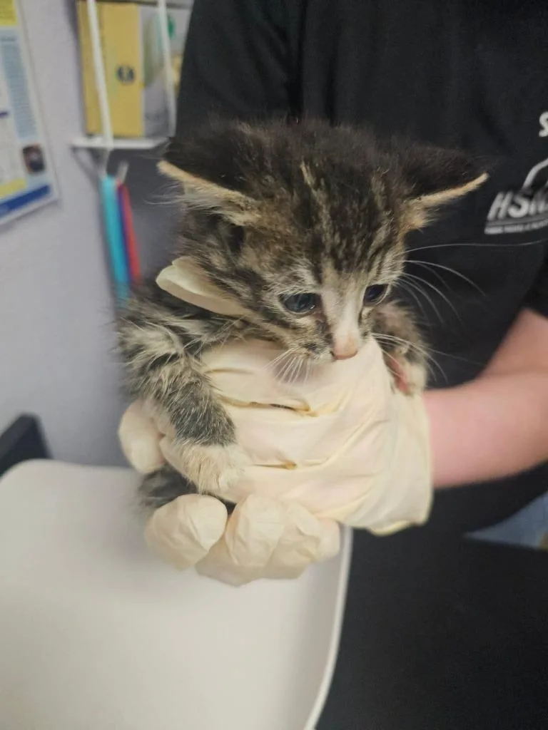 A baby small-sized male Domestic Short Hair cat named Clyde for adoption in New Braunfels, TX