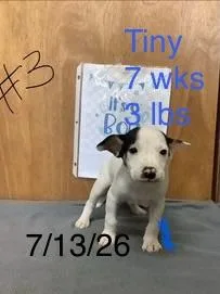 A baby small-sized male Jack Russell Terrier dog named Tiny for adoption in Welling, OK