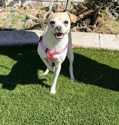 Lulu