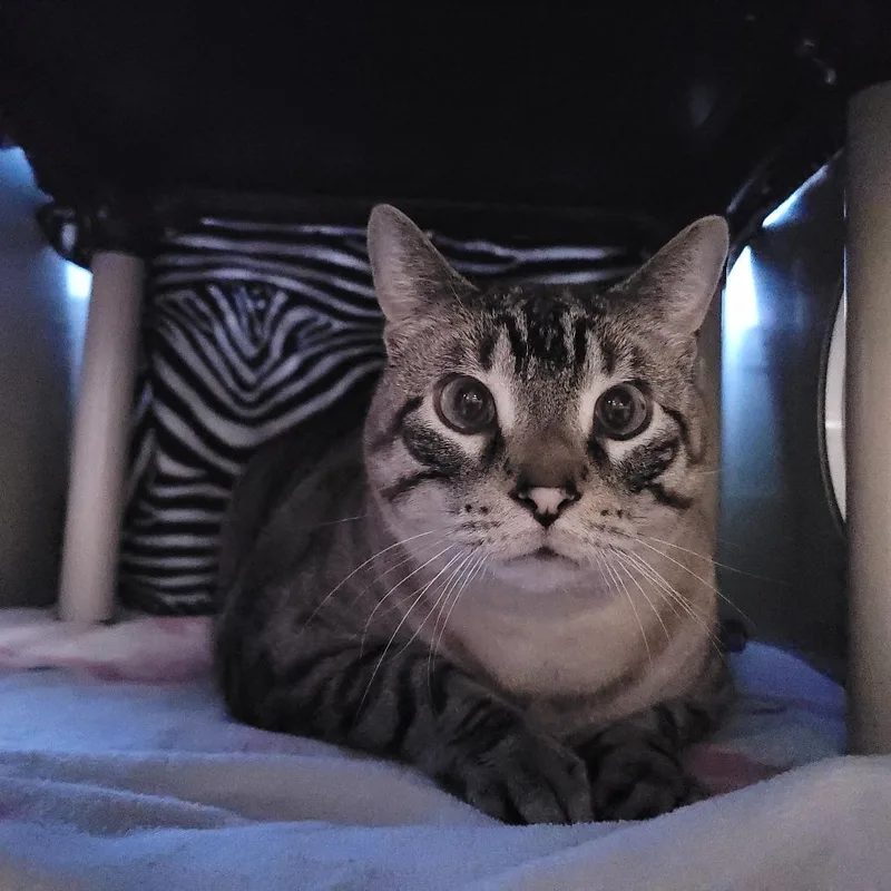 Biggie Smalls thumbnail 3