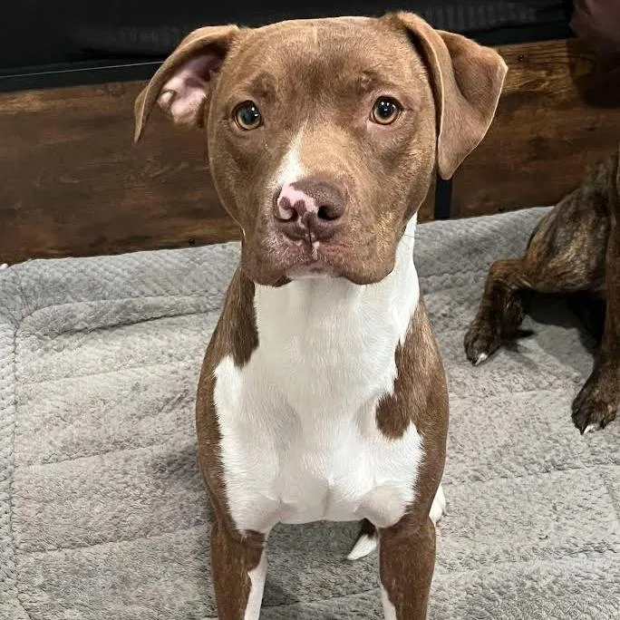 A young medium-sized male Brown / Chocolate Pit Bull Terrier dog named Cooper for adoption in Brooksville, KY