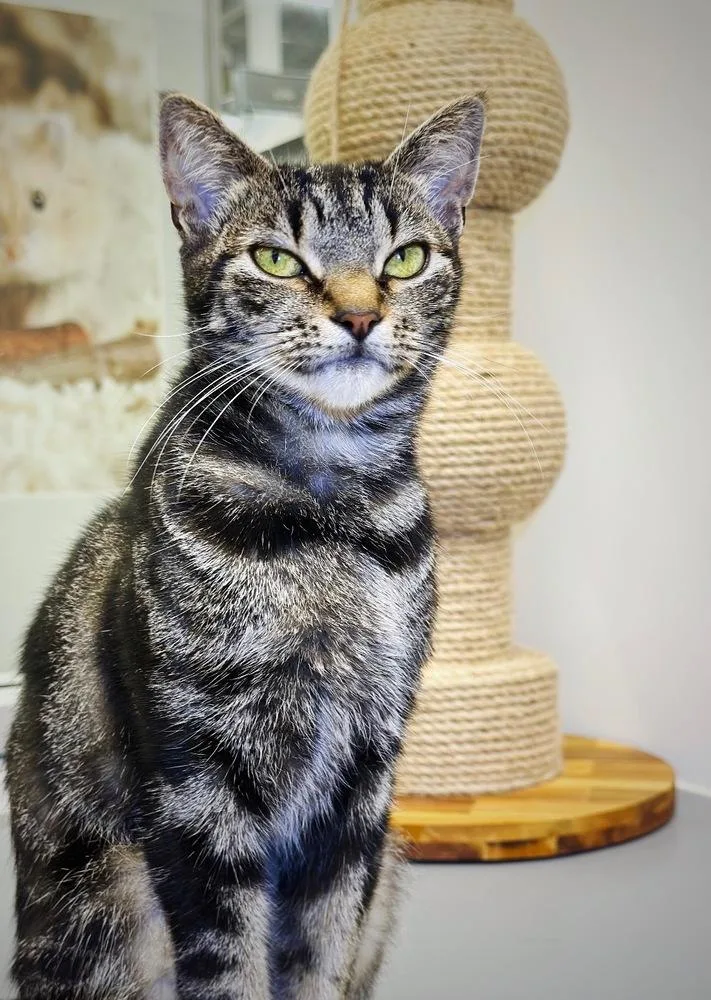An adult large-sized female Brown / Chocolate Domestic Short Hair cat named Tiffany for adoption in Deltona, FL