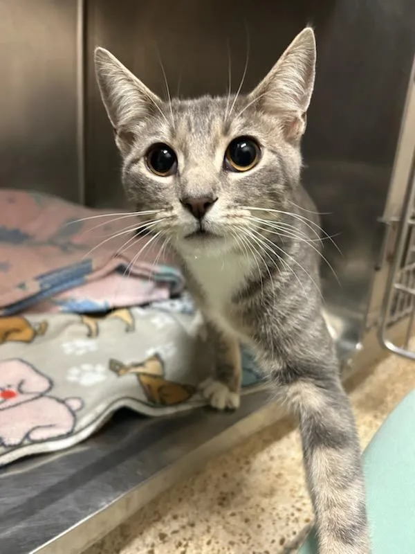 A baby medium-sized male Gray & White Domestic Short Hair cat named Drake for adoption in Oklahoma City, OK
