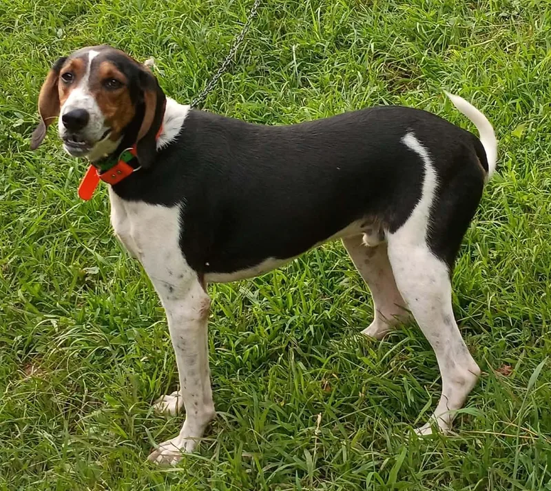 A young medium-sized male Treeing Walker Coonhound dog named Jed for adoption in Lexington, MA