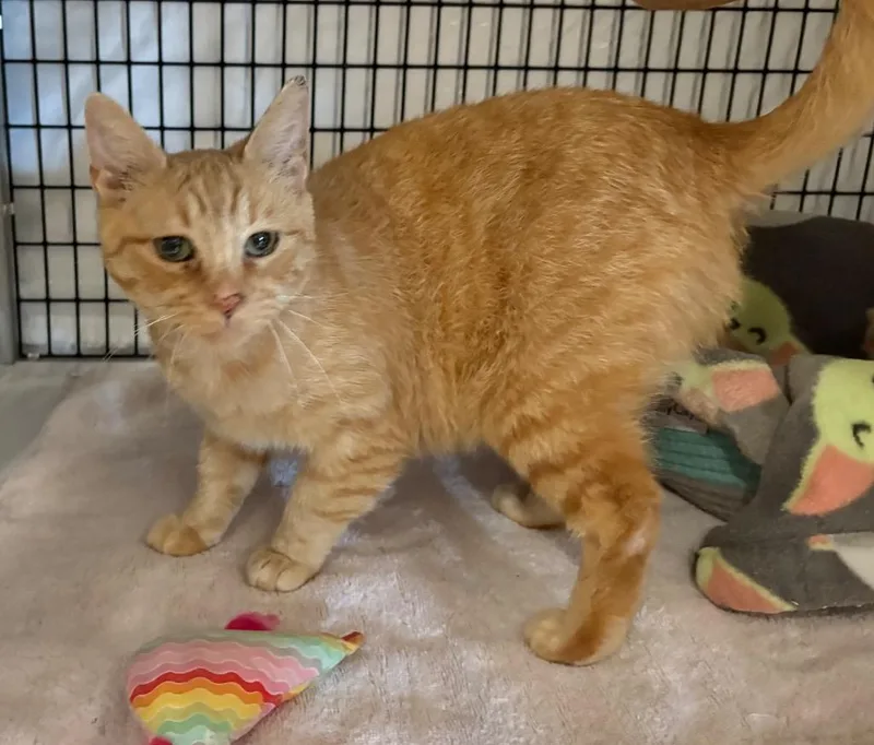 An adult medium-sized female Domestic Short Hair cat named Litleo for adoption in Raleigh, NC