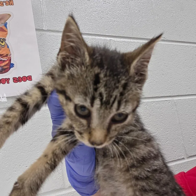 A baby small-sized female Brown / Chocolate Domestic Short Hair cat named Biscoff for adoption in Chattanooga, TN